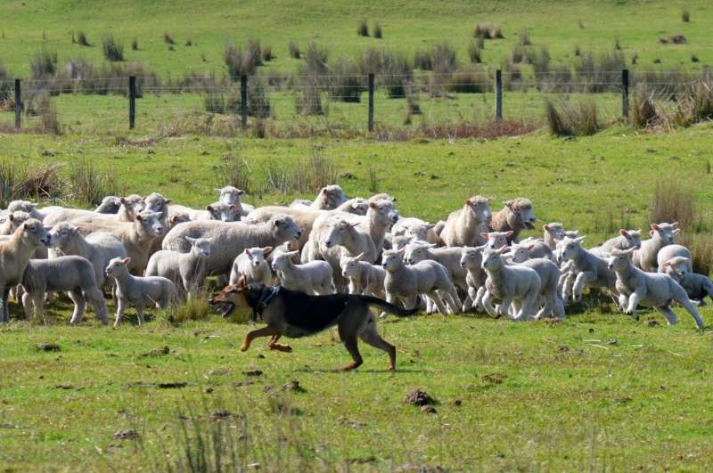 De goede Herder brengt de schapen tot Zijn kudde