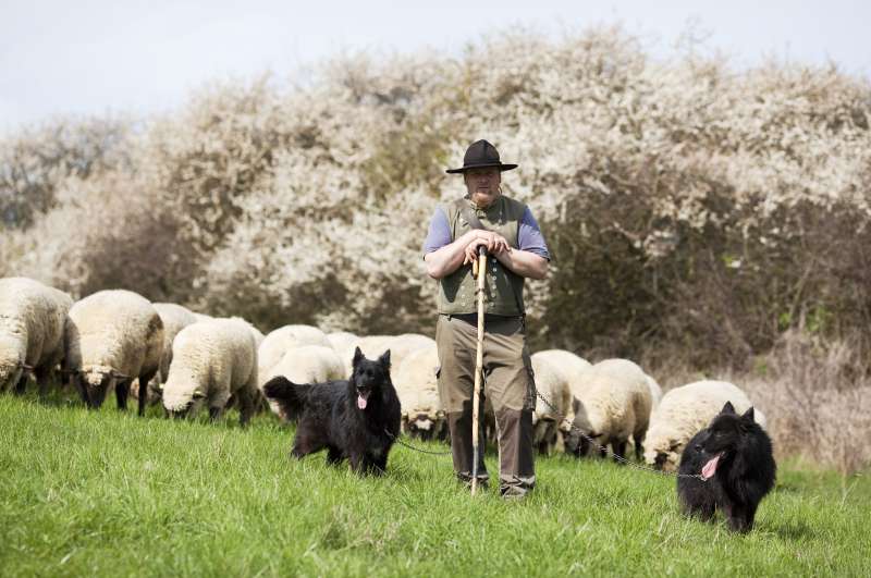 De schapen van de goede Herder volgen Hem