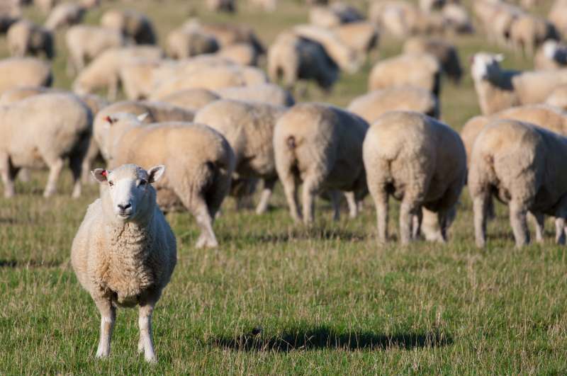 De goede Herder stelt Zijn leven voor de schapen