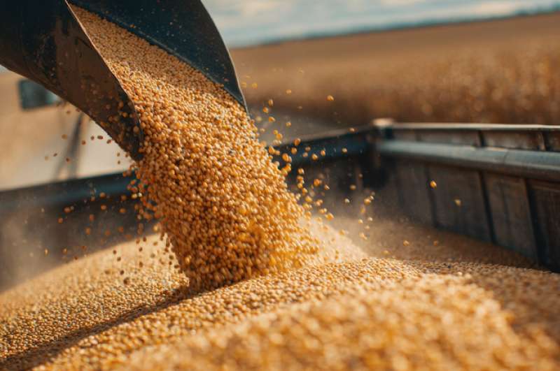 De oogsttijd genaakt