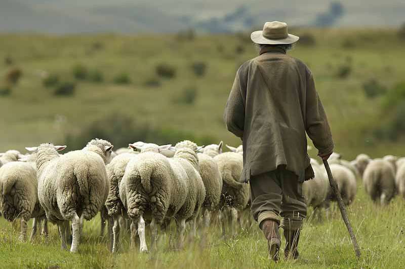 De goede Herder
