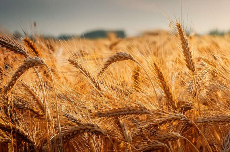 Simson verlost &ndash; verliest &ndash; verlost    1.Simson verlost zijn verwerpers.