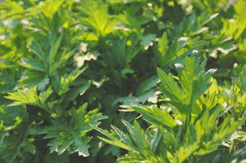 Maar het laatste van haar is bitter als alsem.